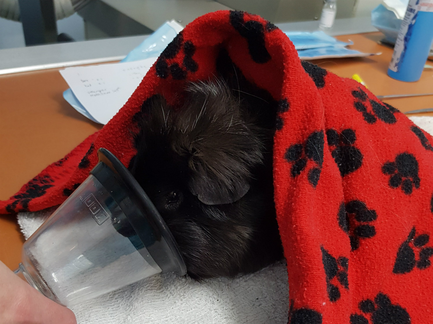Calder Vets help Guinea Pig Holly lose a stone