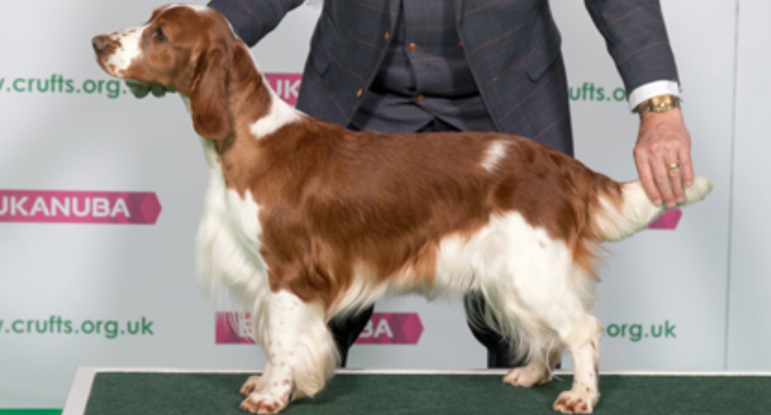 Breeder thanks Calder reproductive expert for Crufts success