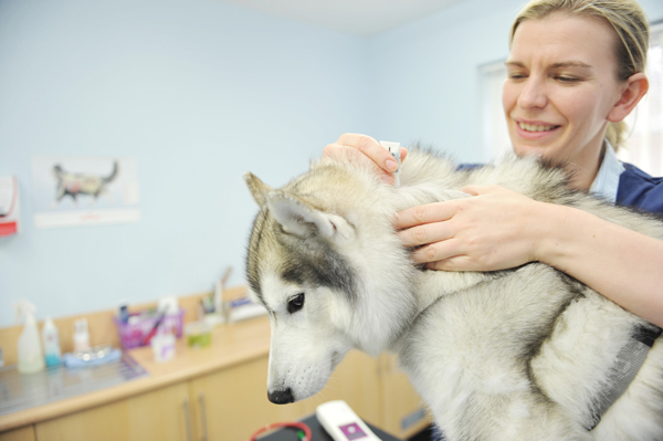 Protect pets from ticks and fleas, urge Calder Vets