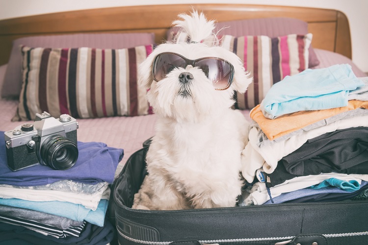 Brexit uncertainty means pet owners should act now, warn leading vets
