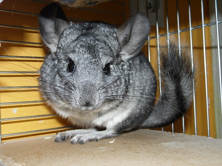 Chinchilla's nightmare gnashers are cut down to size