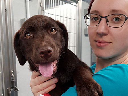 Vet warns of sticky situation for dogs