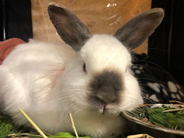 Beloved pet rabbit Tristan recovers from collapsed lung