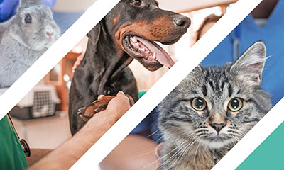 Celebrate our amazing team with us this World Veterinary Day!