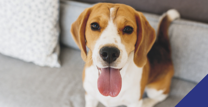 Separation from your pet