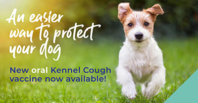Protect your dog against Kennel Cough