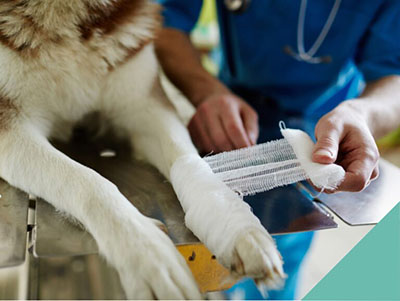 Basic First Aid for pets