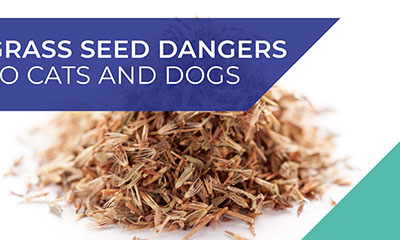 Wakefield vets warn about grass seed dangers to cats and dogs