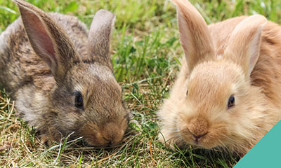 Looking after your pet rabbit in the current environment