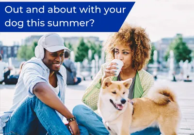 Keeping your dog safe whilst out and about this summer