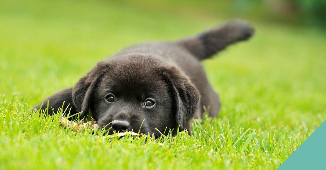 Dewsbury vets warn about grass seeds & freshly cut grass hazards