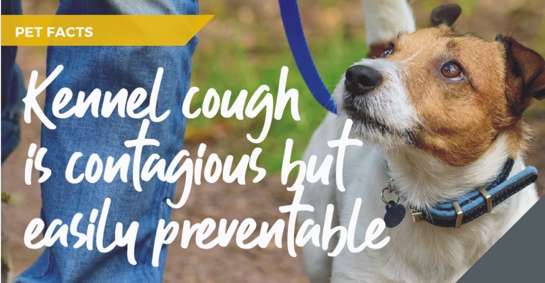 Calder vets in Brighouse explain Kennel Cough myths and facts