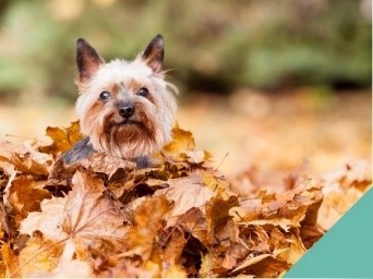 Autumn dangers in West Yorkshire