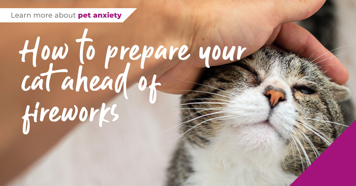 How to prepare your cat ahead of fireworks season