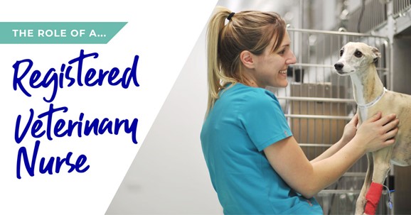 The role of a veterinary nurse in West Yorkshire