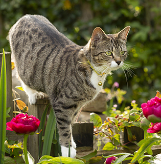 Lily poisoning: Protecting your pets from a hidden danger