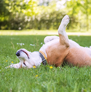 Essential summer safety tips for keeping your pets healthy and happy