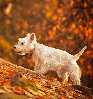 Are conkers poisonous to dogs?