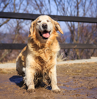 Alabama Rot Awareness