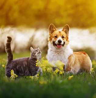 Common allergies in pets (what to look out for)
