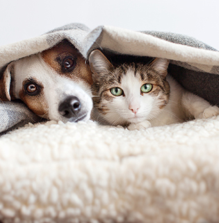 New Year Resolutions For Pet Owners