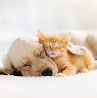 What to consider before getting a new pet