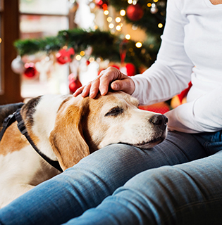 The best products you need for your senior pets this Christmas