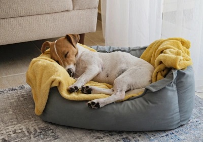 Separation anxiety in dogs: signs and methods for owners