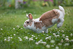 Pet Health Plan for Rabbits