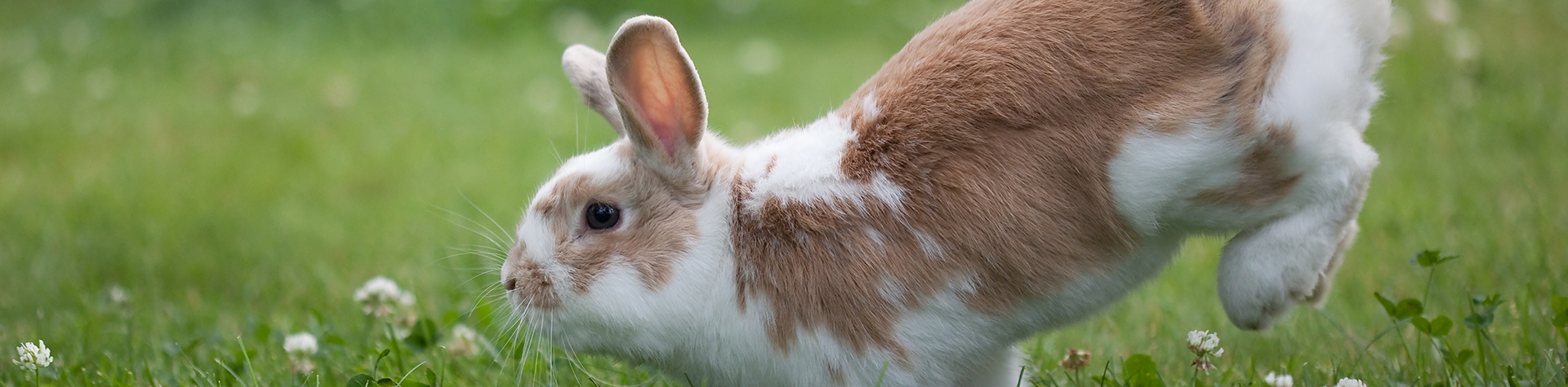 Pet Health for Life Plan for Rabbits
