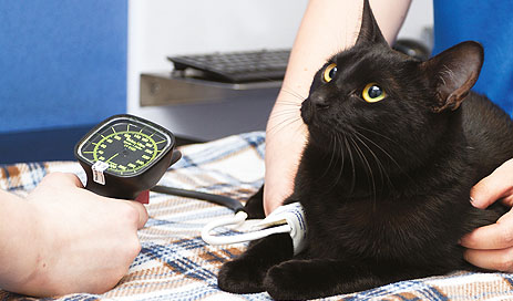 Feline Hypertension