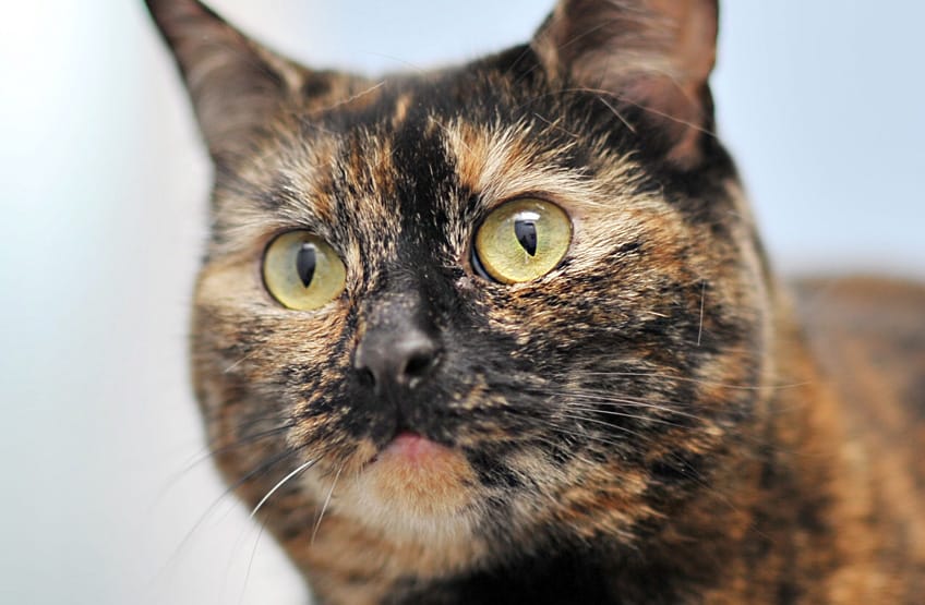 Senior cats health checks by calder vets