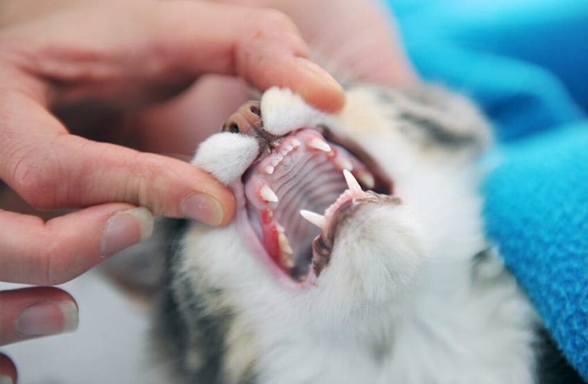 Our vets can check the cleanliness of your cats teeth