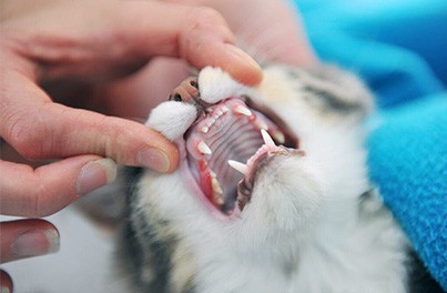 How to Keep Your Cat's Teeth Clean & Healthy