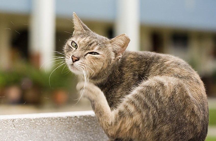 getting rid of fleas in cats