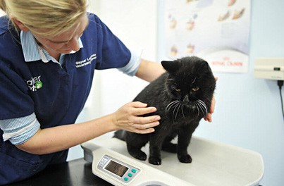 How to reduce cat stress at the vets