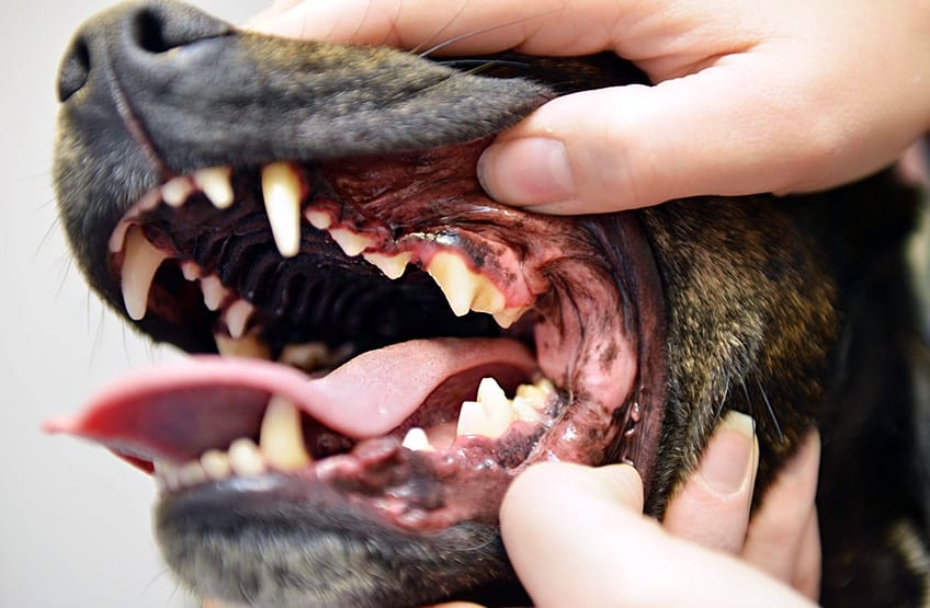 A vet checks the dental hygiene of a dog