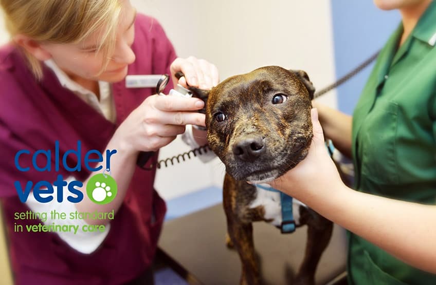 how do you know if your dog has ear infection