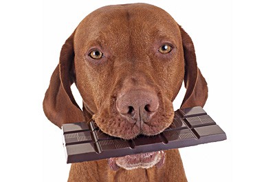 Dogs and Chocolate