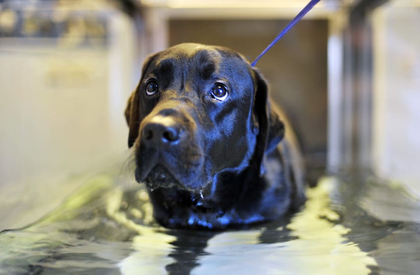 dogs and hydrotherapy
