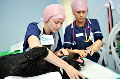 Pre Operation Checklist for your Dog or Cat