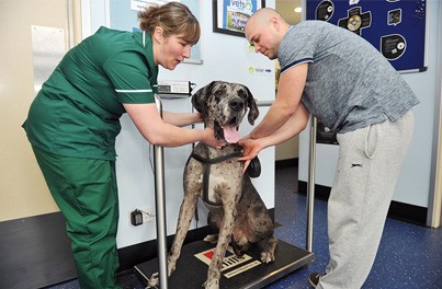 Weight clinics with our pet health advisers