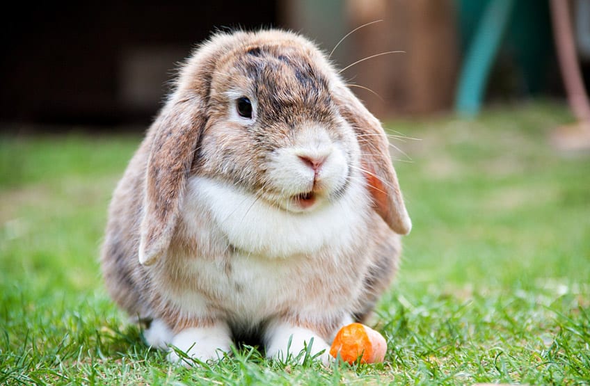 The wrong diet can affect your rabbits teeth