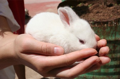 How to Care For A New Pet Rabbit