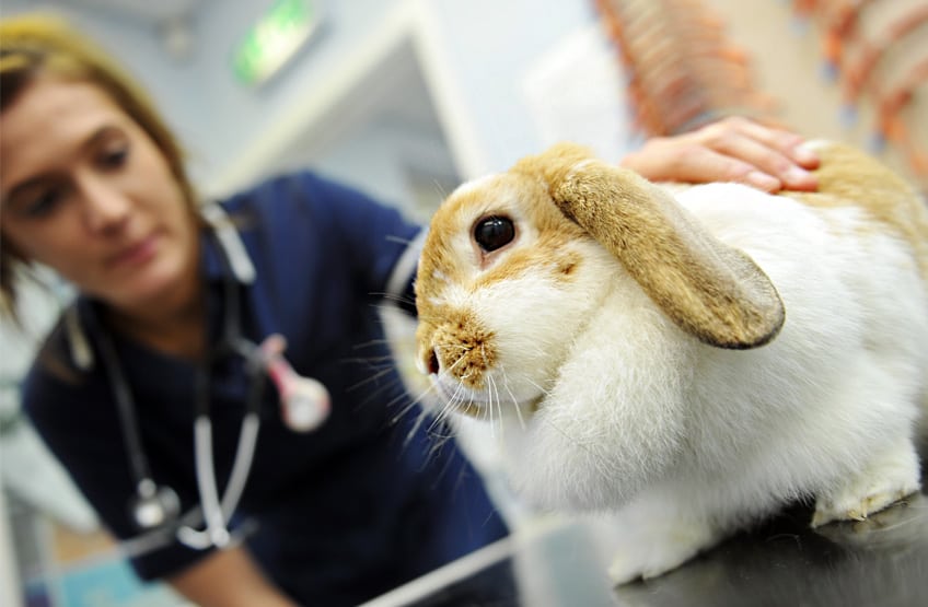 operations checks for rabbits