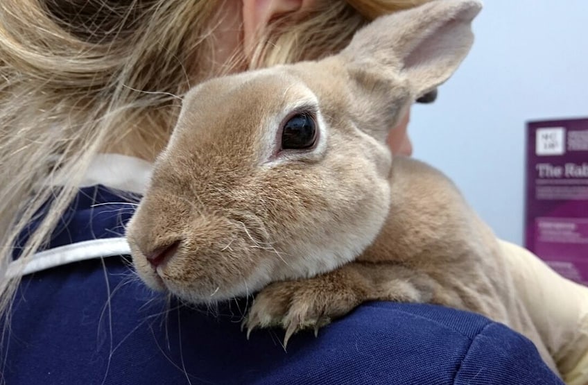 Viral Haemorrhagic Disease In Rabbits