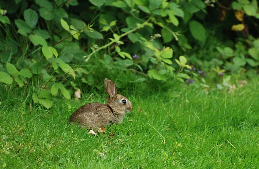 Rabbits