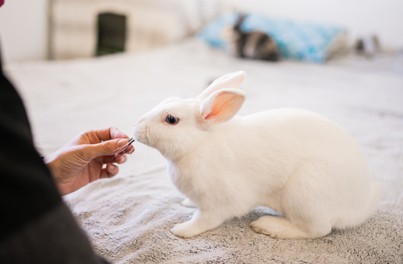 Syringe feeding a rabbit