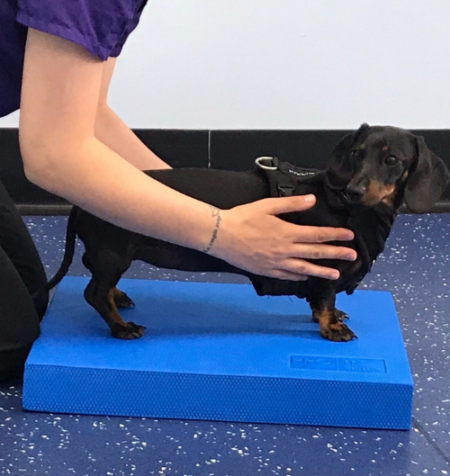 Veterinary Physiotherapy in Drewsbury Calder Vets in Drewsbury