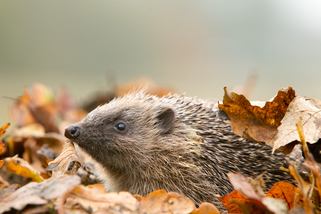 hedgehog in leaves